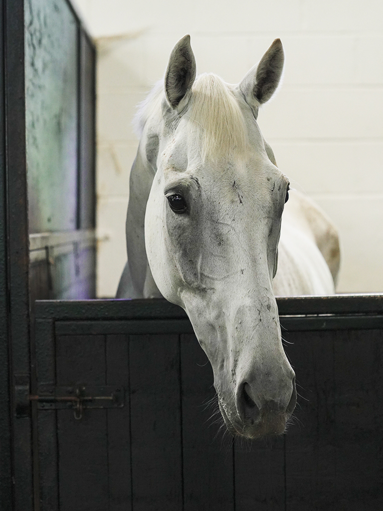Caspers Court (IRE)