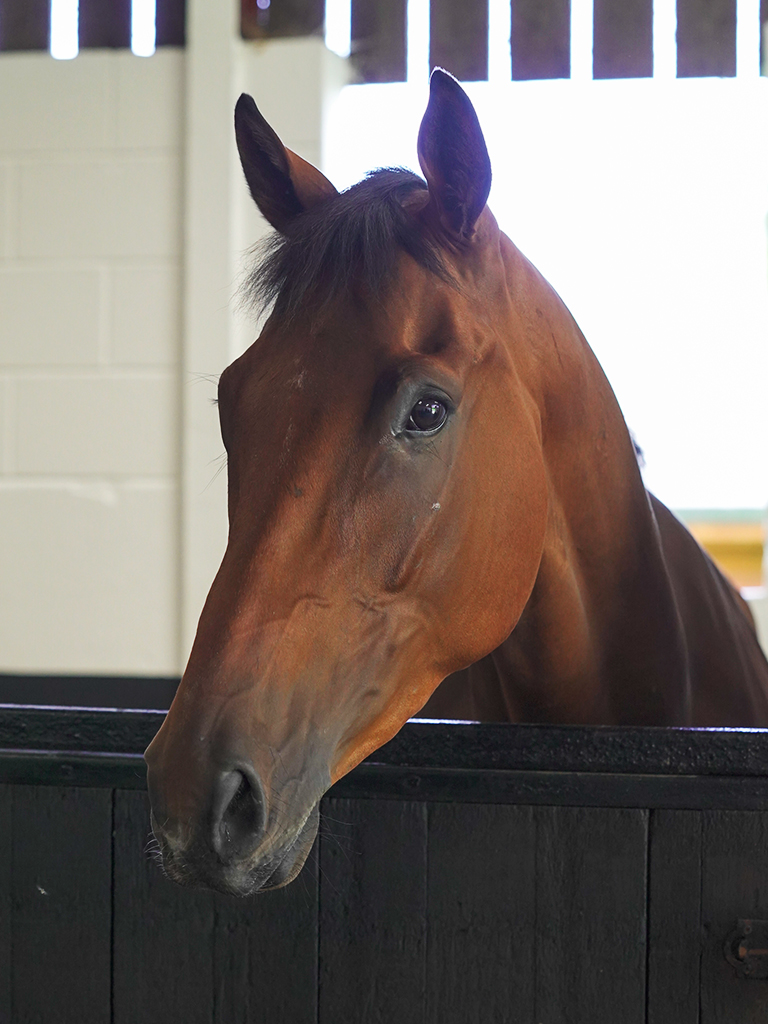 Diamatiste (IRE)